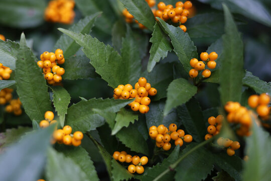Japanese Sarcandra berries ripening in winter forest
