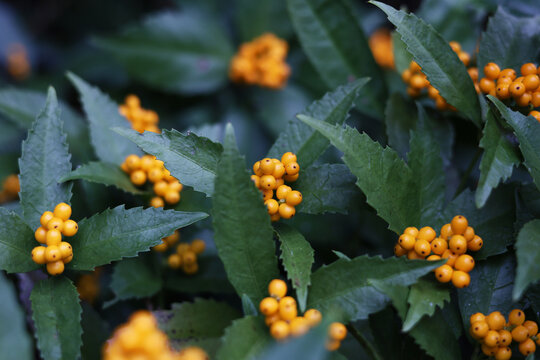 Japanese Sarcandra berries ripening in winter forest