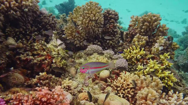 Underwater footage captures a colorful wrasse fish gracefully swimming amidst a diverse and vibrant coral reef ecosystem. The crystal clear blue water reveals intricate coral formations and other mari
