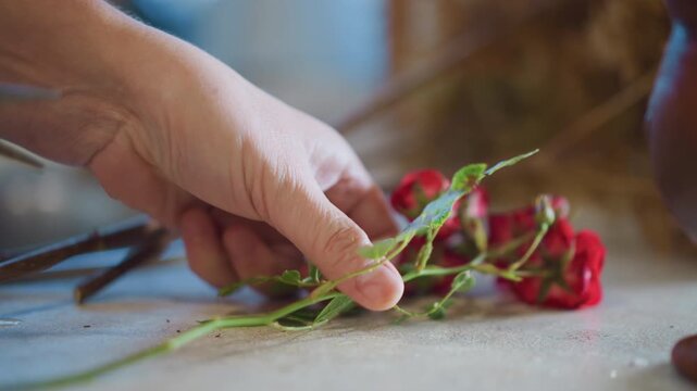 Person carefully trimming rose stems at home. Woman shaping rose branches with shears on kitchen counter. Domestic setting where someone meticulously prunes and arranges fresh flowers