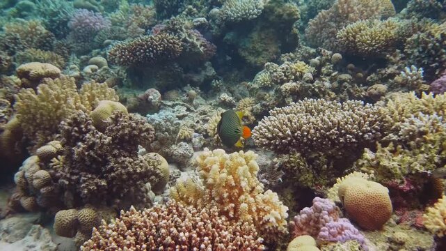 This footage captures the intricate details of hard and soft corals, providing a habitat for various tropical fish, including an orange lined triggerfish.
