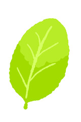 Yellow Green Mint Leaf Vector © JunKikuchi