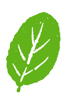 Detailed Single Mint Leaf with Veins Vector