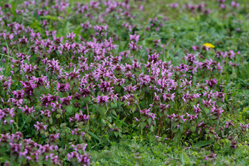 Obraz premium purple deadnettle flowers in a meadow