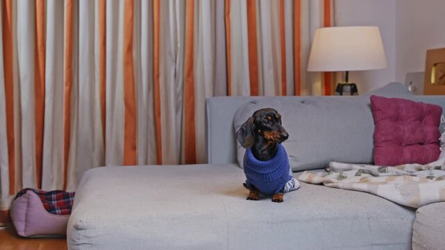 man and woman in Christmas sweaters look around fearfully then at each other while sitting on sofa, while two dachshunds in knitted sweaters sit between them, family conflict during the festive period