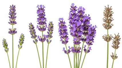 Obraz premium Collection of lavender flowers isolated on transparent background