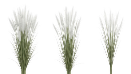 Fototapeta premium Three pampas grass stalks isolated on transparent background
