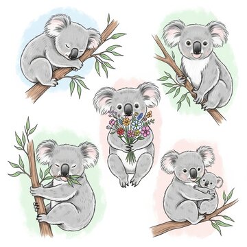 Adorable Koalas on Branches with Flowers Illustration