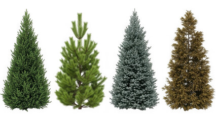 Fototapeta premium Four different christmas trees isolated on transparent background