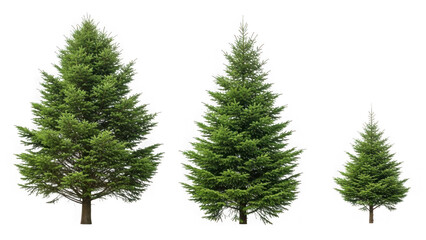 Fototapeta premium Three pine trees of different sizes isolated on transparent background