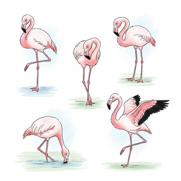 Flamingos in various poses and movements illustration