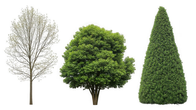 Three different types of trees isolated on transparent background
