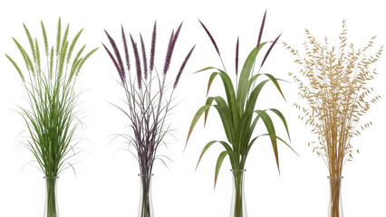 Obraz premium Collection of grass plants isolated on transparent background