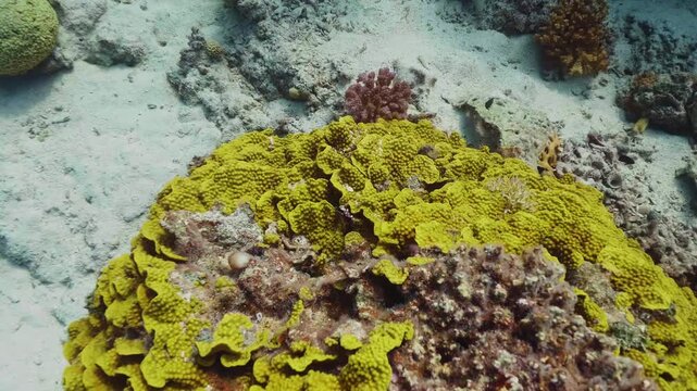 underwater footage showcasing a vibrant yellow coral reef, likely Turbinaria or Porites species, thriving in clear tropical waters.