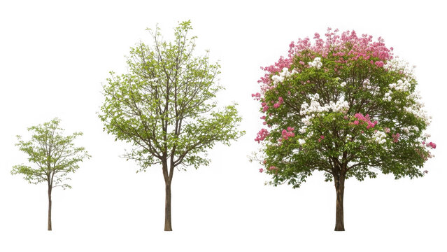 Three trees with blooming flowers isolated on transparent background