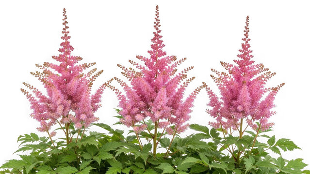 Three pink astilbe flowers isolated on transparent background