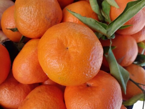 Clementine oranges fruit isolated background. Clementine hybrid citrus fruits in Italy. 