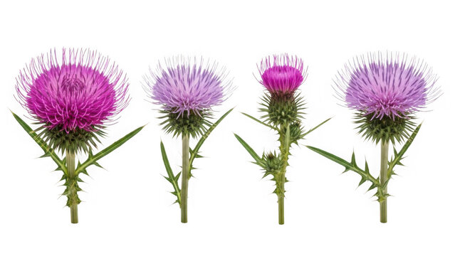 Four thistle flowers isolated on transparent background