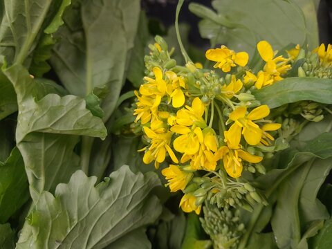 Field Mustard greens vegetables raw vegan food. Brassica rapa edible leaves and flowers for oilseed production. Broccoli rabe vegetable in Italy.