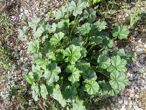 Mallow plant in nature. Common Mallow botany in Italy. Dwarf mallow Plant's green leaves isolated on soul. 