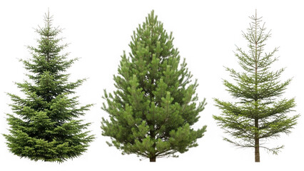Obraz premium Three pine trees isolated on transparent background