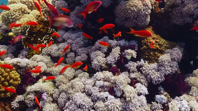 underwater scene showcasing a thriving coral reef teeming with life. A large school of colorful orange Anthias Sea Goldie fish gracefully swims amongst the diverse and intricate coral formations, high
