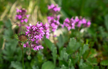 Obraz premium A wild purple thyme flowers closeup growing in the mountains.