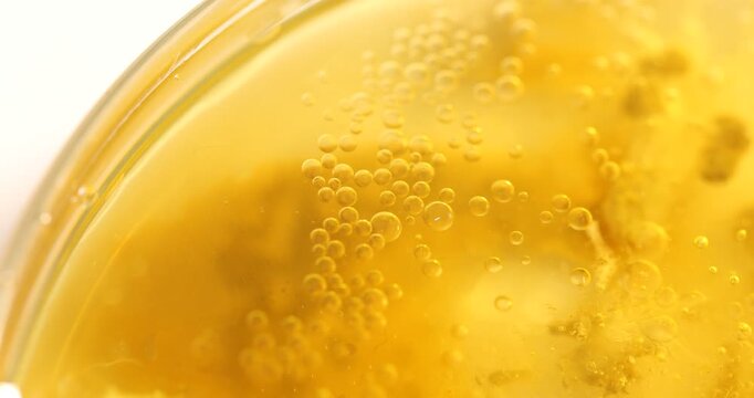 Biochemistry. Petri dish with samples on white background, closeup