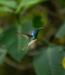 Colibrí  © Renato