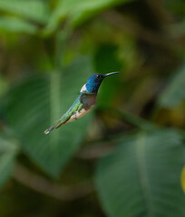 Colibrí © Renato