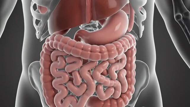 Detailed 3D Anatomical Render of Human Digestive System and Organs with Transparent Overlay Medical Educational Science and