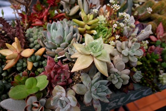 Vibrant Succulent Tapestry with Red Green and Silver Rosettes in Bloom