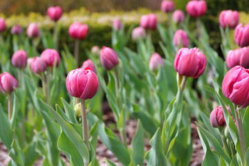 Obraz premium pink tulips in a flowerbed