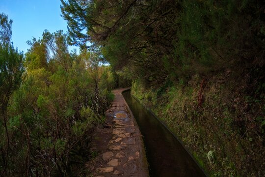 Scenic view of the Levada do Alecrim hiking trail in Madeira, featuring a narrow water channel winding through a lush green forest tunnel of ancient heather trees.