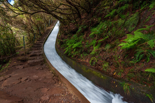 Scenic view of the Levada do Alecrim hiking trail in Madeira, featuring a narrow water channel winding through a lush green forest tunnel of ancient heather trees.