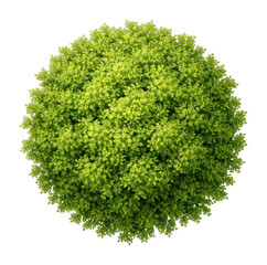 Obraz premium Lush green spherical plant top-view