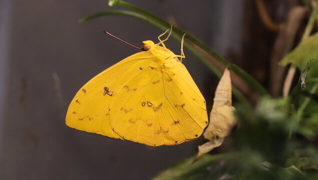 Yellow butterfly of the Pieridae family next to the cocoon from which it has just emerged.