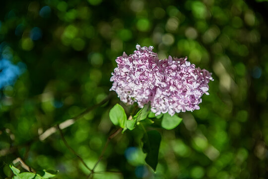 Buffon Purple Lilac Bloom