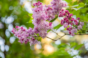 Fototapeta premium Charles Joly Purple Lilac Bloom