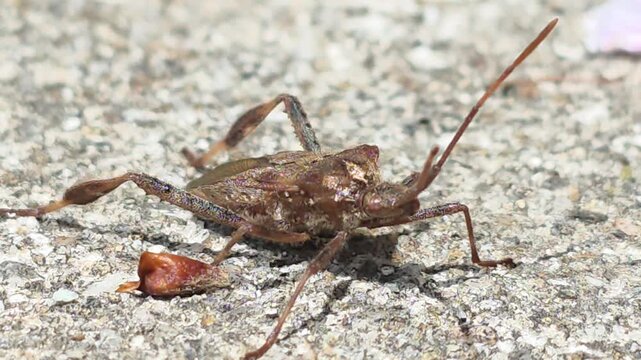


Bean Bug (Riptortus pedestris) Walking on Dry Leaves Towards Camera 17 학명: Riptortus pedestris

