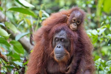 Obraz premium Orangutan Baby Riding on Mother's Back in Tropical Rainforest