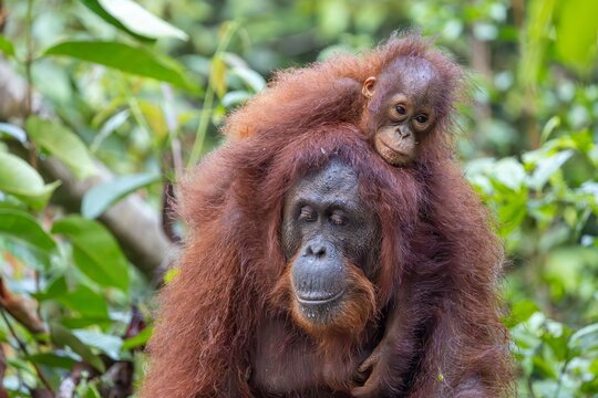 Orangutan Baby Riding on Mother's Back in Tropical Rainforest