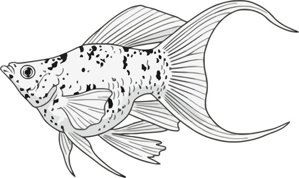 molly fish vector art
