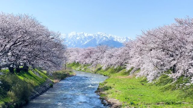 雪の立山連峰と満開の舟川べり桜並木、あさひ舟川「春の四重奏」