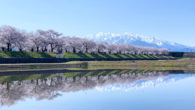 雪の立山連峰と満開の舟川べり桜並木、あさひ舟川「春の四重奏」