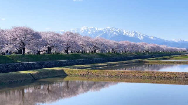 雪の立山連峰と満開の舟川べり桜並木、あさひ舟川「春の四重奏」