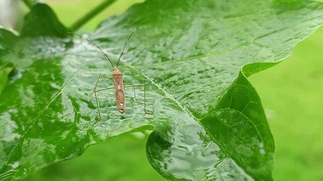 macro footage of an insect on a green leaf wetting its body