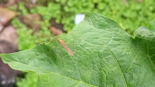 macro footage of a small insect on a green leaf wetting its body