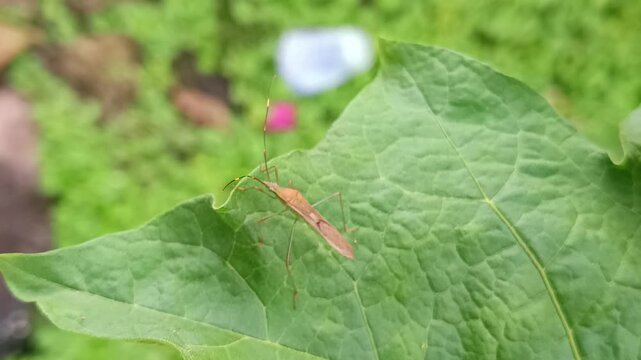macro footage of an insect on a green leaf wetting its body