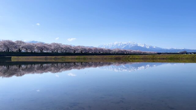 雪の立山連峰と満開の舟川べり桜並木、あさひ舟川「春の四重奏」